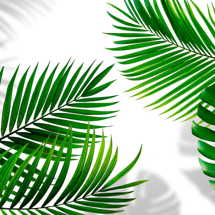 Tropical Leaves