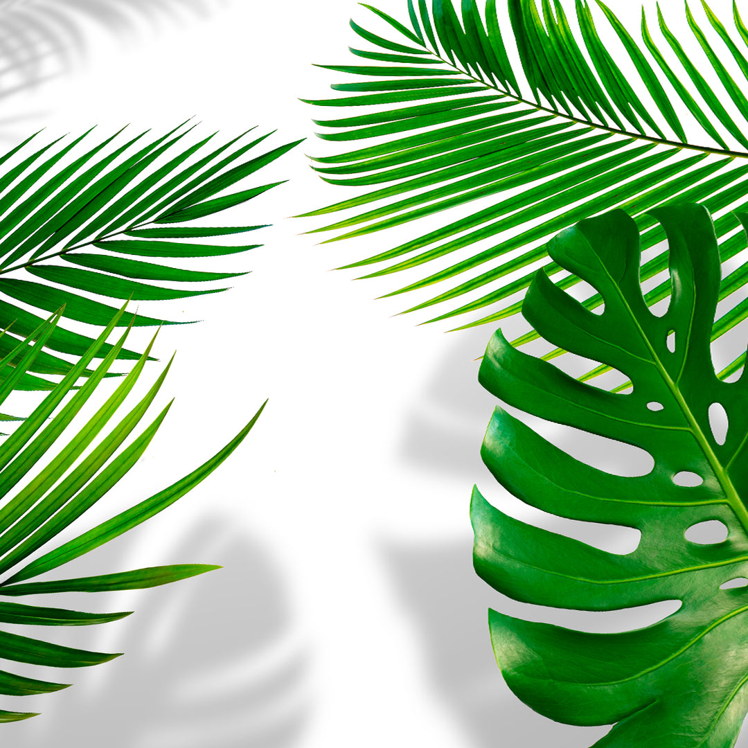 Tropical Leaves